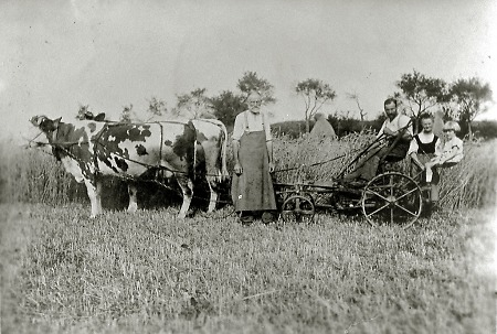 Getreideernte in Burkhardsfelden, um 1930?