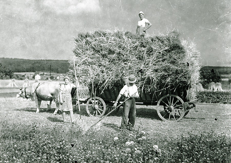 Getreideernte in Roth, 1947-1952