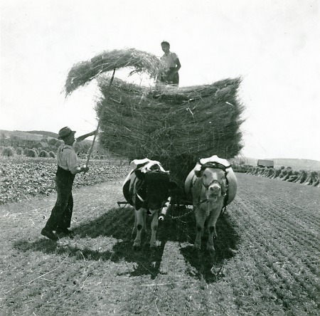 Einsammeln der Getreideernte in Roth, 1950-1953