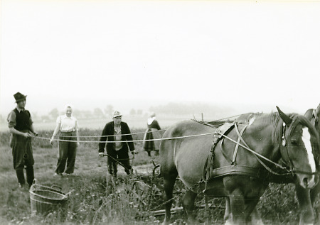 Kartoffelernte in Roth, 1950