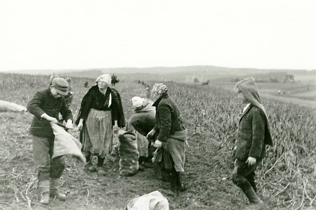 Kartoffelernte in Roth, 1950