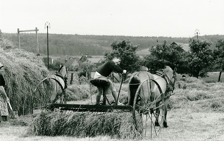 Kind auf einem pferdegezogenen Heurechen auf einem Feld in Roth, 1950-1953