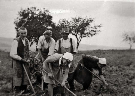 Kartoffelernte in Brandoberndorf, 1943