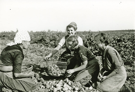 Kartoffelernte in Schönstadt, 1939-1941