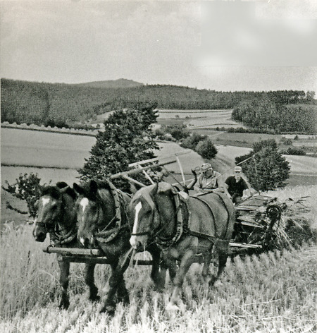 Bauern beim Getreidebinden in Niederaula, 1948-1950