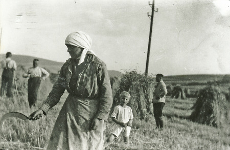 Kornernte von Hauptlehrer Hoos in Niederaula, um 1929