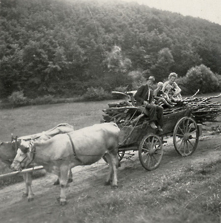 Heimfahrt aus dem Wald bei Branobendorf, um 1951