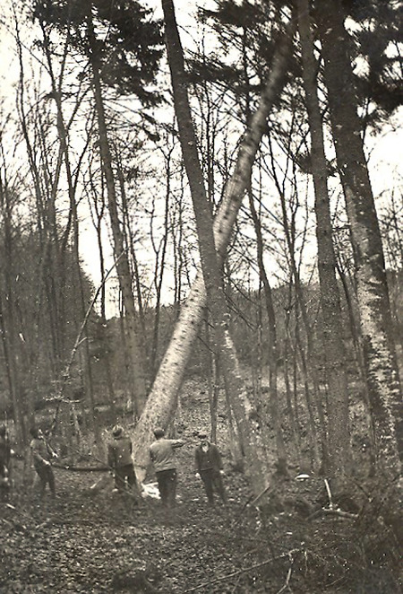 Fällen der größten Tanne bei Brandoberndorf, 1936