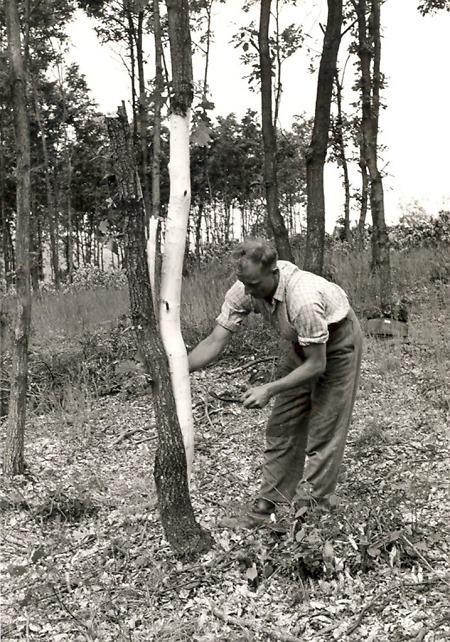 Mann beim Lohschälen bei Brandoberndorf, um 1930