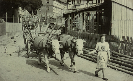 Frau mit einem Kuhgespann in Hattenbach, um 1940?