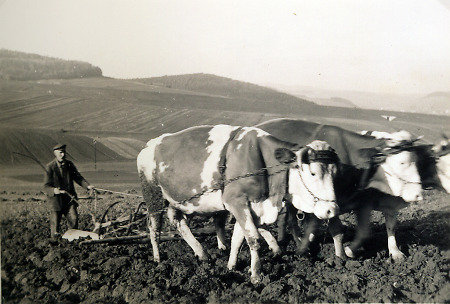 Bauer in Hattenbach beim Pflügen mit drei Kühen, um 1937