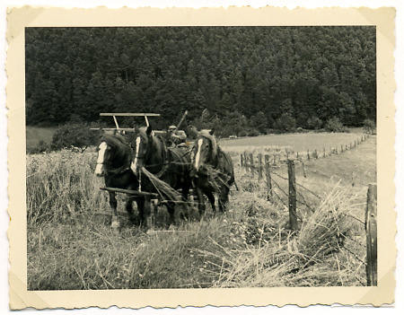 Bauer aus Hattenbach mit einem von drei Pferden gezogenen Getreidebinder, um 1938
