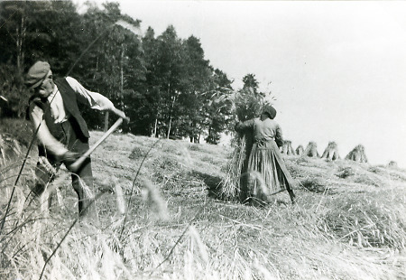Kornernte bei Hattenbach, um 1930