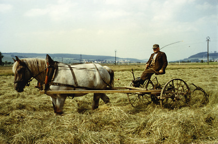 Bauer mit Einspänner beim Heuwenden, um 1965