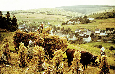 Getreideernte in Offdilln, 1960er Jahre