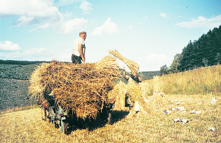 Getreideernte in Offdilln, 1960er Jahre