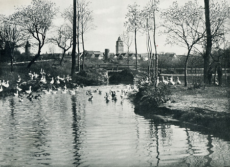 Badende Gänse bei Grebenstein, vor 1930