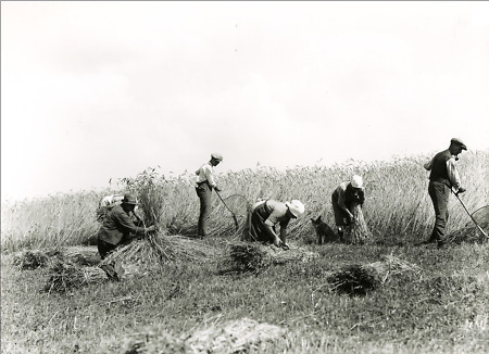Männer und Frauen bei der Getreideernte, vermutlich im Westerwald, 1925