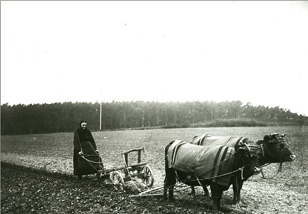 Ältere Frau in Herborn beim Pflügen mit zwei Kühen, um 1920