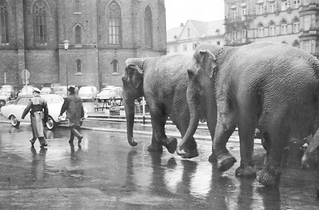 Elefanten in Wiesbaden, 1960-1969