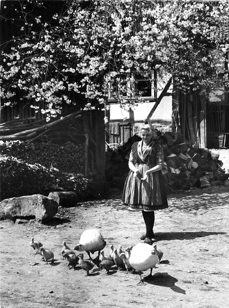 Frau in Schwälmer Tracht beim Füttern von Gänsen, 1930er Jahre?