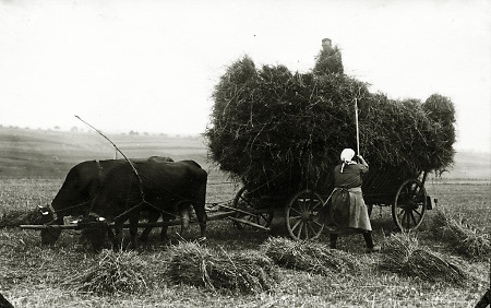 Getreideernte in Frankenberg, um 1930