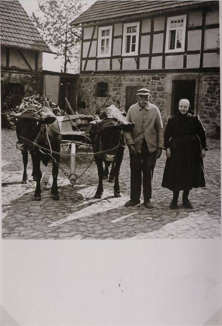 Ehepaar auf ihrem Hof in Haubern mit Rindern, 1920er Jahre?