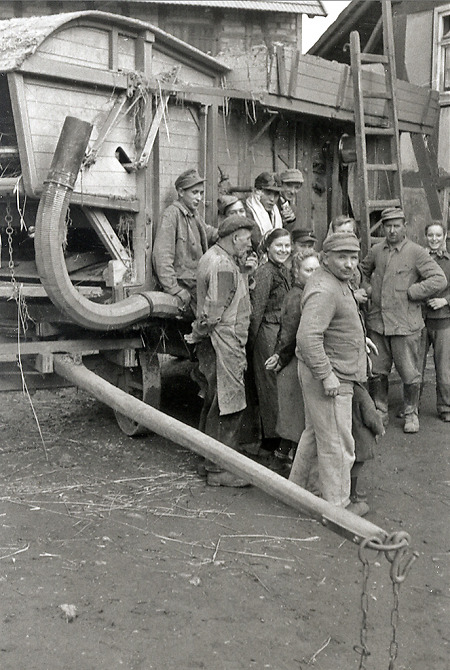 Dreschmannschaft in Haubern, 1952