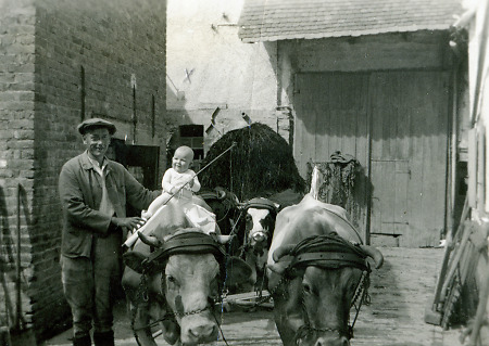 Kleinkind auf einem Rindergespann, 1920er Jahre