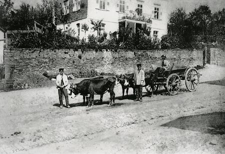 Ein von vier Kühen gezogenes Fuhrwerk in Weilburg, vor 1900