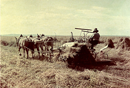 Getreideernte mit dem Getreidebinder in Mardorf, 1930er Jahre