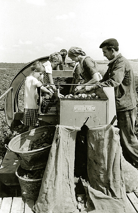 Familie in Stausebach bei der Kartoffelernte, um 1965