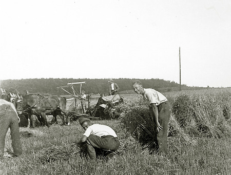 Getreideernte in Hachborn mit zwei französischen Kriegsgefangenen, 1940-1944