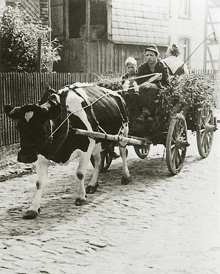 Hachborner Bauer mit einem Wagen mit Grünfutter auf dem Heimweg, um 1950?