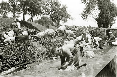 Schafwäsche im Mühlbach bei der Straßmühle bei Hachborn, um 1930