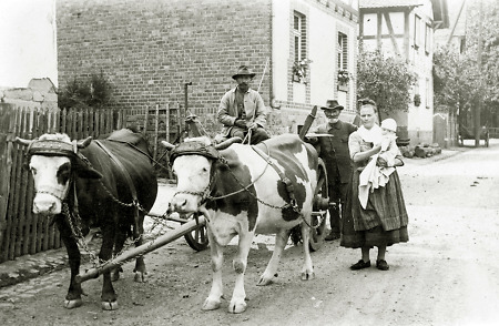 Familie mit ihrem Kuhgespann in Hachborn, um 1920