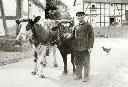 Bauer mit zwei Kühen auf der Dorfstraße in Hachborn, um 1930?