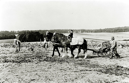 Kartoffelernte in Hachborn mit dem pferdegezogenen Kartoffelernter, um 1950?