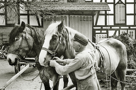 Bauer in Hachborn beim Anspannen der Pferde, um 1965