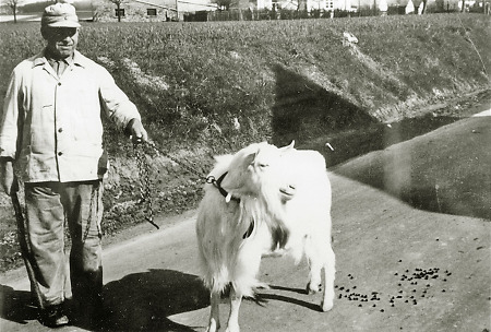 Ein Ziegenbockhalter in Hachborn mit dem Bock, um 1950