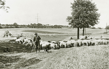 Der Hachborner Schäfer mit seiner Herde bei der Sandmühle, um 1950?