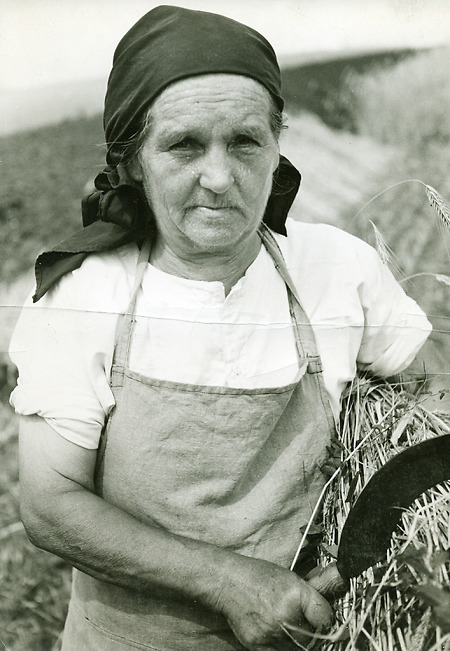 Frau in Uckersdorf (?) bei der Getreideernte mit der Sichel, um 1955