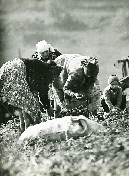Frauen und Kinder (vermutlich in Uckersdorf) bei der Kartoffelernte, um 1965