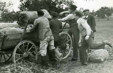 Kartoffelernte im Dillgebiet, um 1955