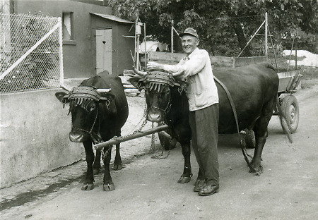 Der Mundartdichter Karl Schwarz aus Arborn mit einem Kuhgespann, um 1965