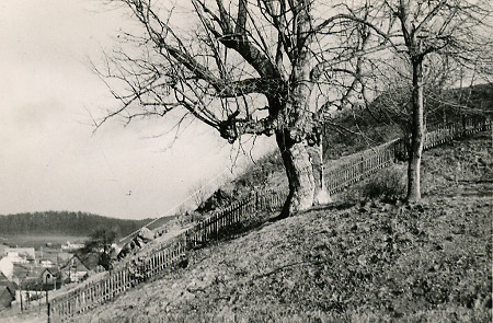 Der „Galgen“, die Gerichtslinde in Tringenstein, um 1965