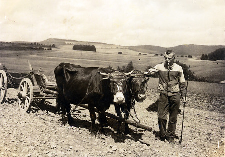 Jüngerer Mann aus Oberdieten mit einem Kuhgespann auf dem Acker, vor 1939