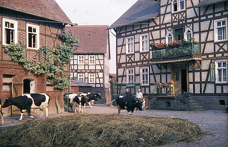 Kühe kommen von der Weide auf einen Hof in Bauerbach zurück, 1951
