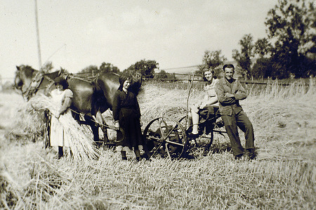 Getreideernte auf der Schiefermühle bei Röddenau, um 1942