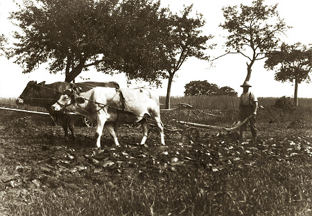 Bauer in Weschnitz beim Pflügen, 1907